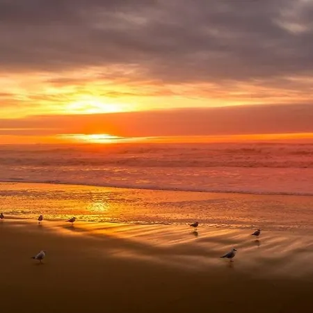 Seagulls מימיזן-פלאז'