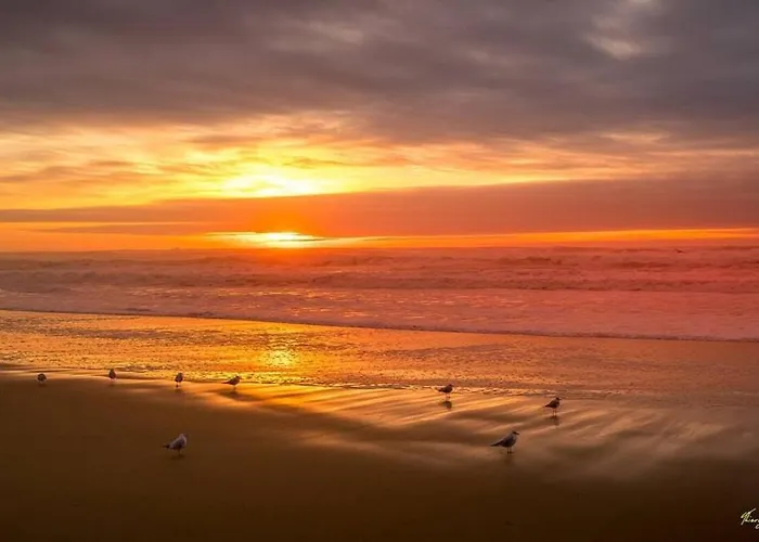 Seagulls Mimizan-Plage